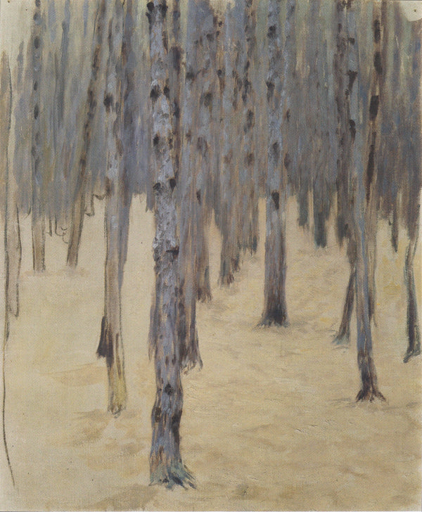 Pine forest in winter