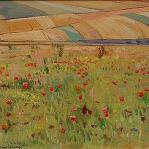 Poppies