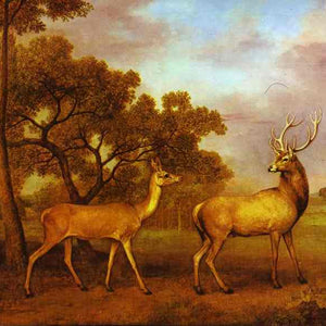 Red Deer Stag and Hind