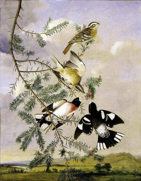 Rose-Breasted Grosbeak by John James Audubon — hand-painted animal oil painting reproduction on canvas