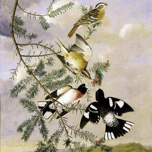 Rose-Breasted Grosbeak