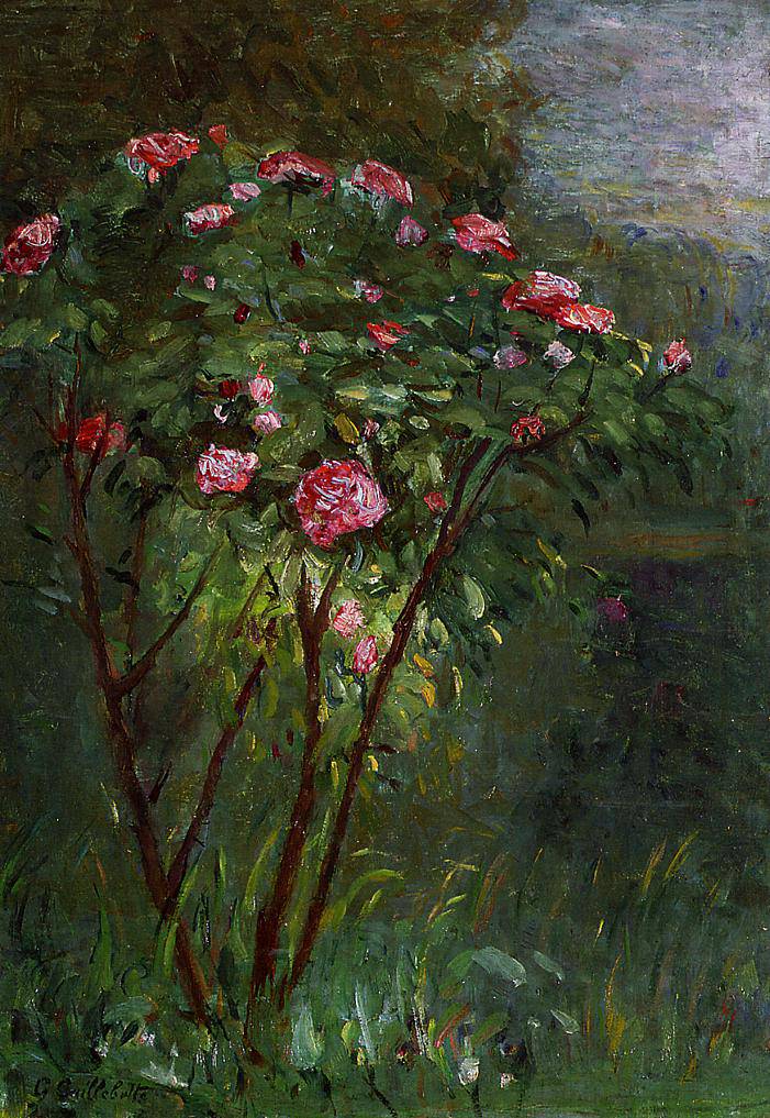 Rose Bush in Flower - Gustave Caillebotte