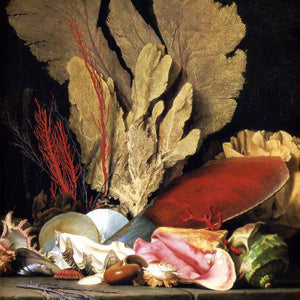 Still-Life with Tuft of Marine Plants, Shells and Corals