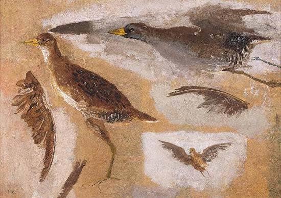 Studies of Game Birds, probably Viginia Rails by Thomas Eakins — hand-painted abstract oil painting reproduction on canvas