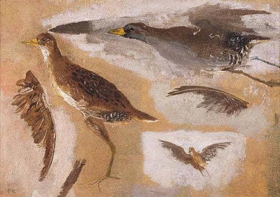 Studies of Game Birds, probably Viginia Rails in master bedroom