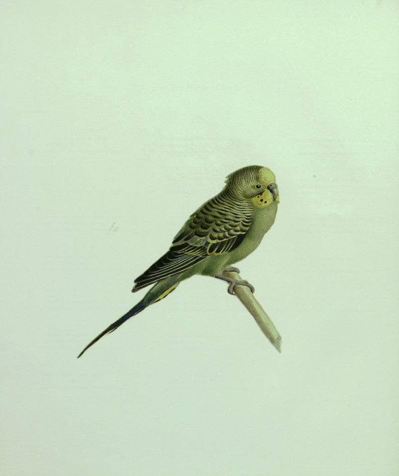The Budgerigar by Kamal-ol-Molk — hand-painted animal oil painting reproduction on canvas