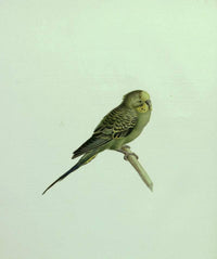 The Budgerigar