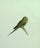 The Budgerigar in kitchen