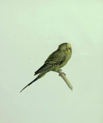 The Budgerigar in modern living room