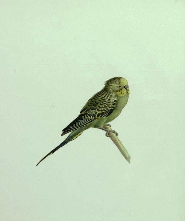 The Budgerigar