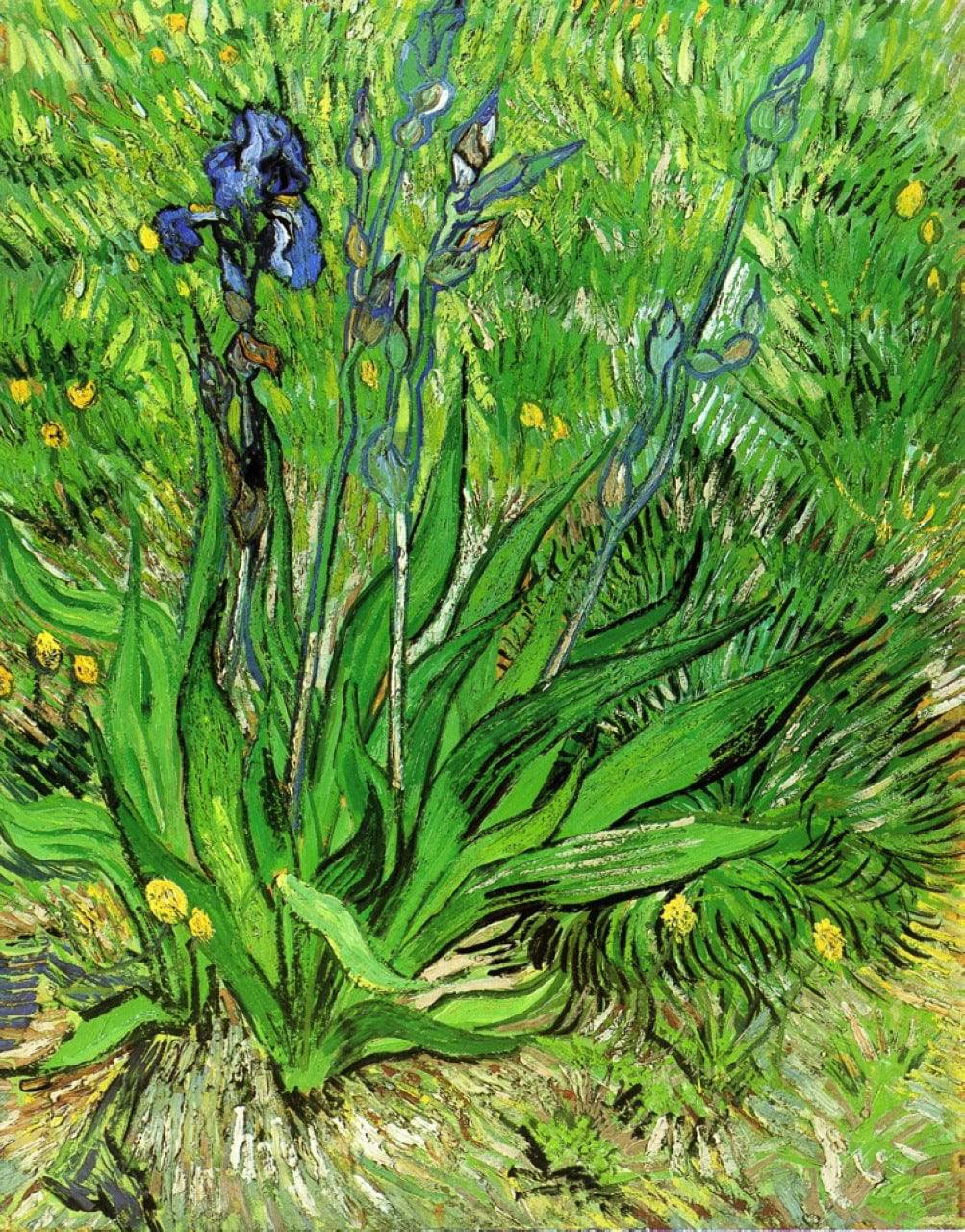 The Iris - Vincent van Gogh