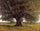 The Oak of Flagey (The Oak of Vercingetorix) in kitchen