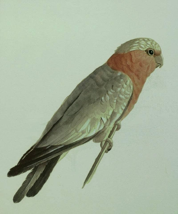 The Parrot