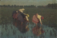 The rice seeders