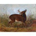 The Wounded Stag by Arthur Fitzwilliam Tait — deer oil painting wall art, Romanticism