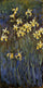 The Yellow Irises in modern living room