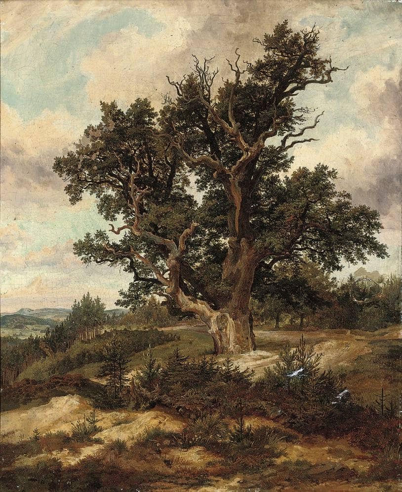 Tree on a Mountain Pass