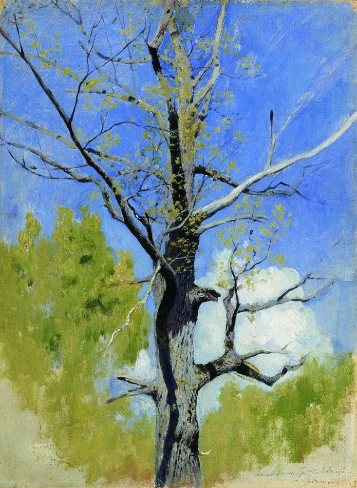 Trunk of burgeoning oak - Isaac Levitan