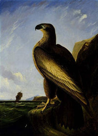 Washington Sea Eagle by John James Audubon — hand-painted animal oil painting reproduction on canvas