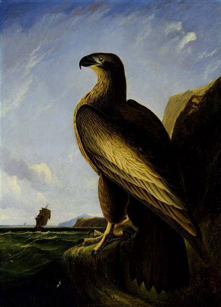 Washington Sea Eagle by John James Audubon — hand-painted animal oil painting reproduction on canvas