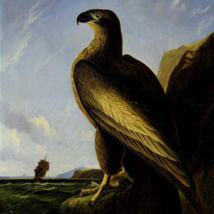 Washington Sea Eagle