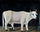 White cow on a black background in home office