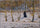 Winter in the Forest (sketch) in master bedroom